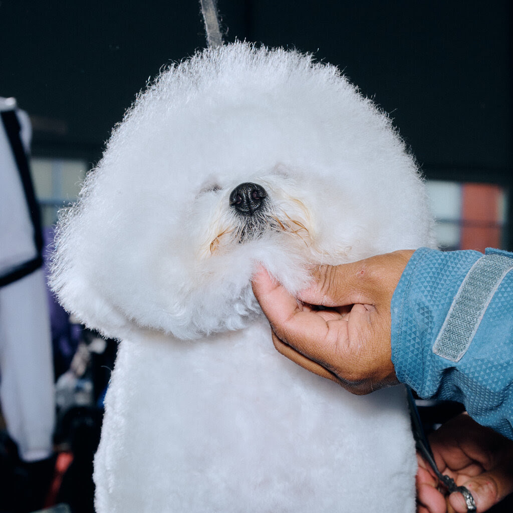 A white dog with puffy fur stands at attention while a hand reaches over and pitches the fur under its chin.
