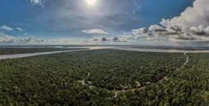 amazonia