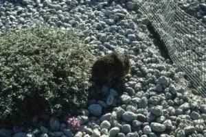 An unhappy gopher and plant near the gopher enclosure fence in 1982.