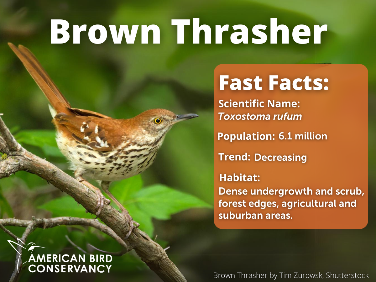 Brown Thrasher by Tim Zurowsk, Shutterstock