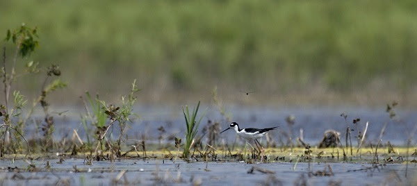 a black-necked stilt, a leggy bird with black and white coloring and a long, narrow nose, walks in a marshy wetland area
