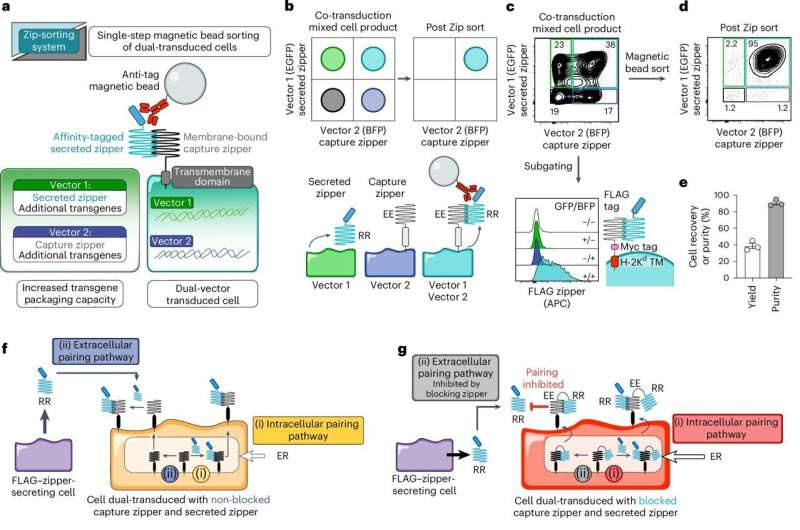 Bioengineers find way to add features to cells to overcome resistance to chimeric antigen receptor T cell therapy