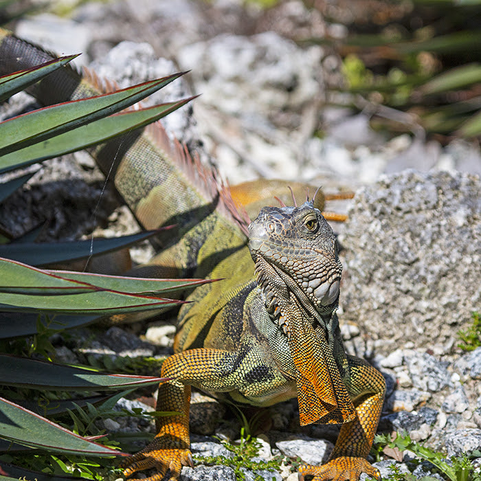 iguana