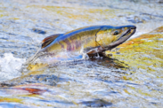 Chum salmon swimming upstream to spawn in Washington