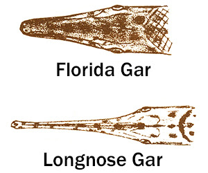 Gar heads