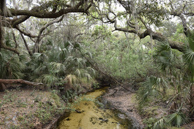a shallow creek in the shade of oak tree limbs and surrounded by palmettos
