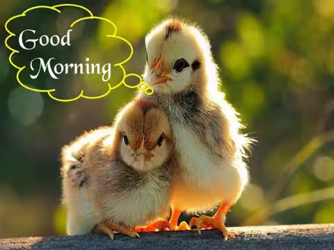 Good-Morning-Chicks