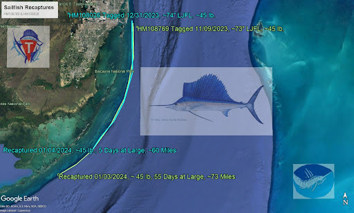 A map in the Gulf of Mexico of sailfish recaptures