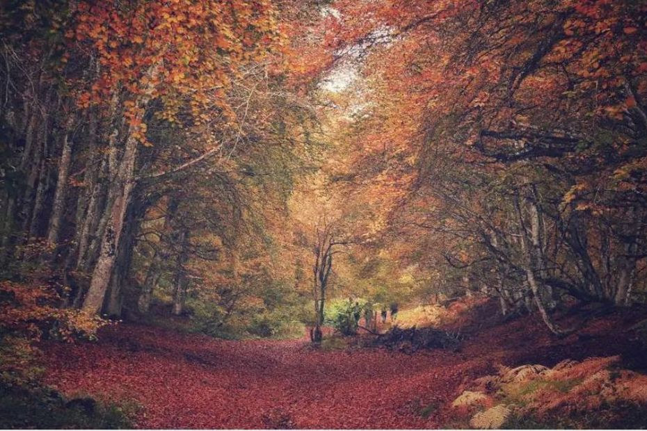 PHOTOS. Quand l’automne sublime les paysages d’Auvergne