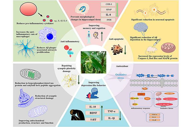 New review suggests evaluating a Tibetan medicinal herb as potential treatment for mild cognitive impairment