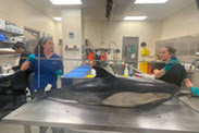 Short beaked dolphin carcass