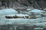 Harbor-seals-on-ice.-Photo-by-NOAAs-Alaska-Fisheries-Science-Center
