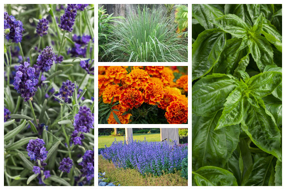 Mosquito Repellent plants, lavender, lemon grass, basil, catmint, marigold