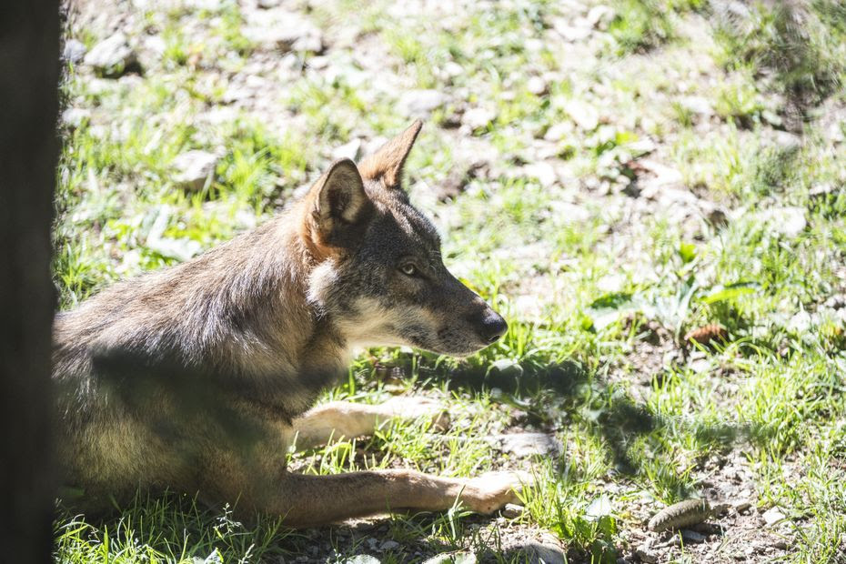 Loup : les tirs de régulation assouplis, cinq associations attaquent le gouvernement pour 'excès de pouvoir'