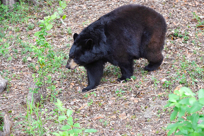 bear walking in clearing