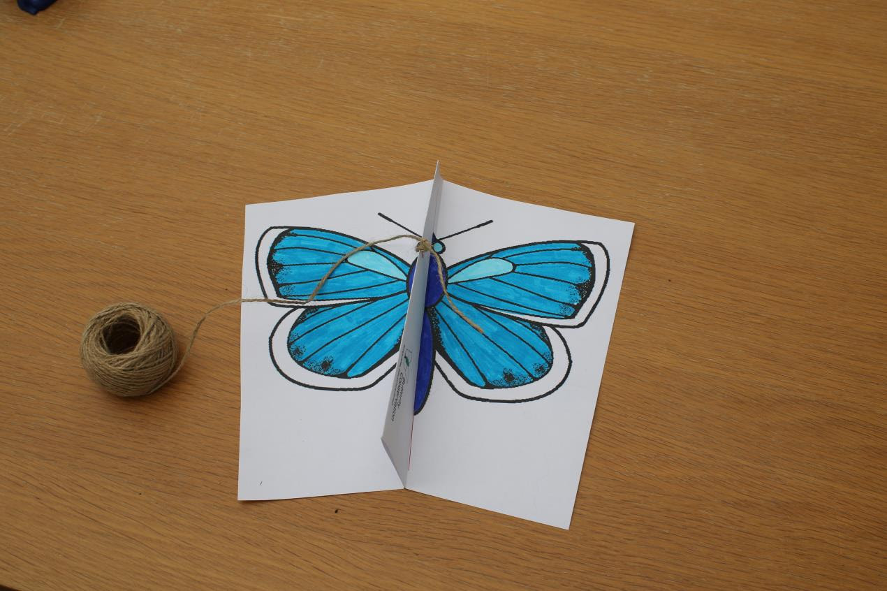 Butterfly kite (1)