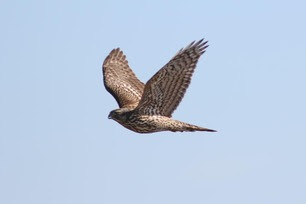 Immature American Goshawk by S McLaughlin 10-24