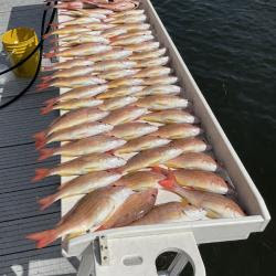 Illegally harvested snapper species from an unpermitted federal charter vessel laid out on a white table.