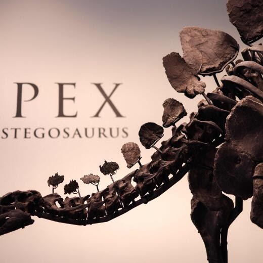 (FILES) The Stegosaurus specimen nicknamed Apex is on display at Sotheby’s in New York on July 10, 2024. The largest stegosaurus skeleton ever found sold for a record breaking $44.6 million at auction in New York on July 17, 2024, Sotheby's said. Estimated to be 150 million years old, Apex is said to be "among the most complete skeletons ever found," according to the auction house. (Photo by Charly TRIBALLEAU / AFP)