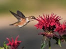 Mites use electric fields to move with hummingbirds