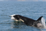 Southern Resident killer whale preys on a salmon