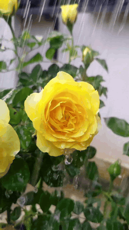 Rain-Yellow-Rose-Smaller