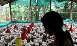 Una granja de gallinas en San Nicolás, Colombia.
