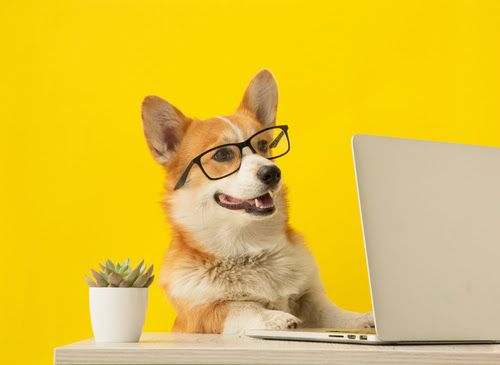 Cute corgi dog looking at laptop in glasses on yellow background