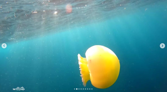 Proliferación de medusas Bola de Cañón podría llegar a su fin en costas venezolanas