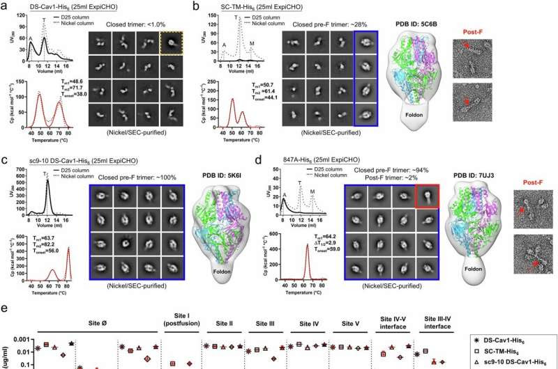 Researchers use biophysics to design new vaccines against RSV and related respiratory viruses