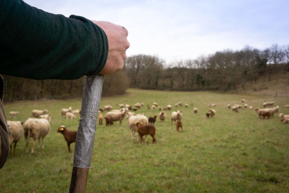 Face à la 'pression' du loup en montagne , un dispositif 'berger d'appui' pour venir en renfort des éleveurs dans les alpages de Haute-Savoie