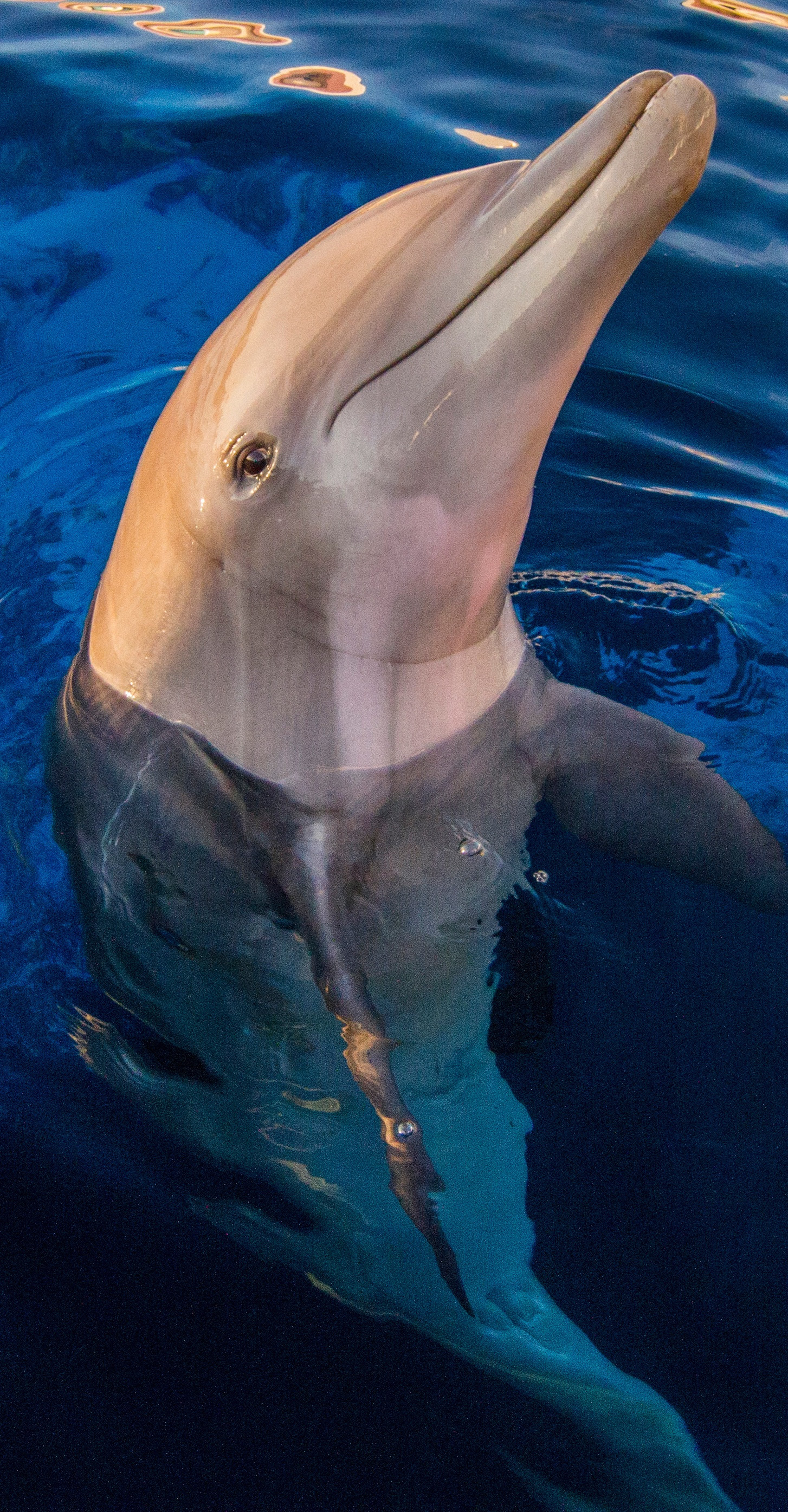 Dolphin smiling sticking its head out of the water