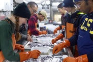 fish-sorting-rockfish-survey