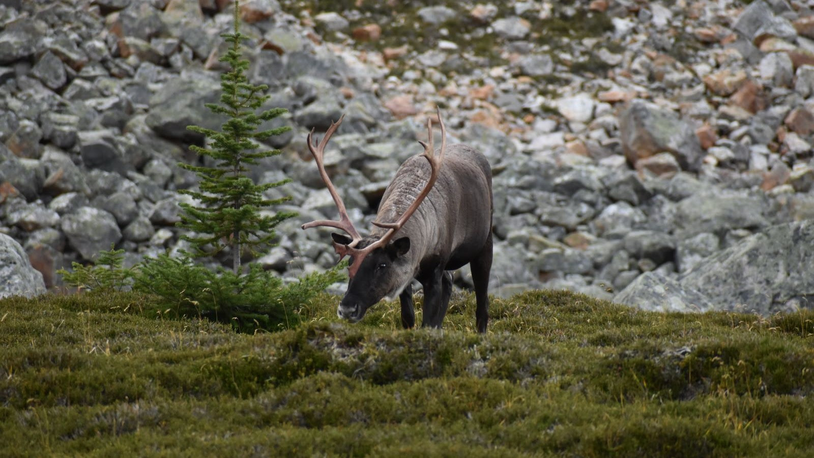 A woodland caribou is shown head down, facing the camera. It is foraging for food in a green sub-alpine meadow, with a rocky slope in the background. The caribou is dark brown in colour, with large antlers.