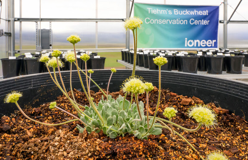 Look at this flower it might fall into a pit (Photo via the Nevada Current)