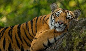 Un tigre en el Parque Nacional de Bandhavgarh, India.