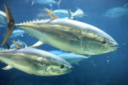 Two Pacific bluefin tuna swim in blue water with other fish in the background.