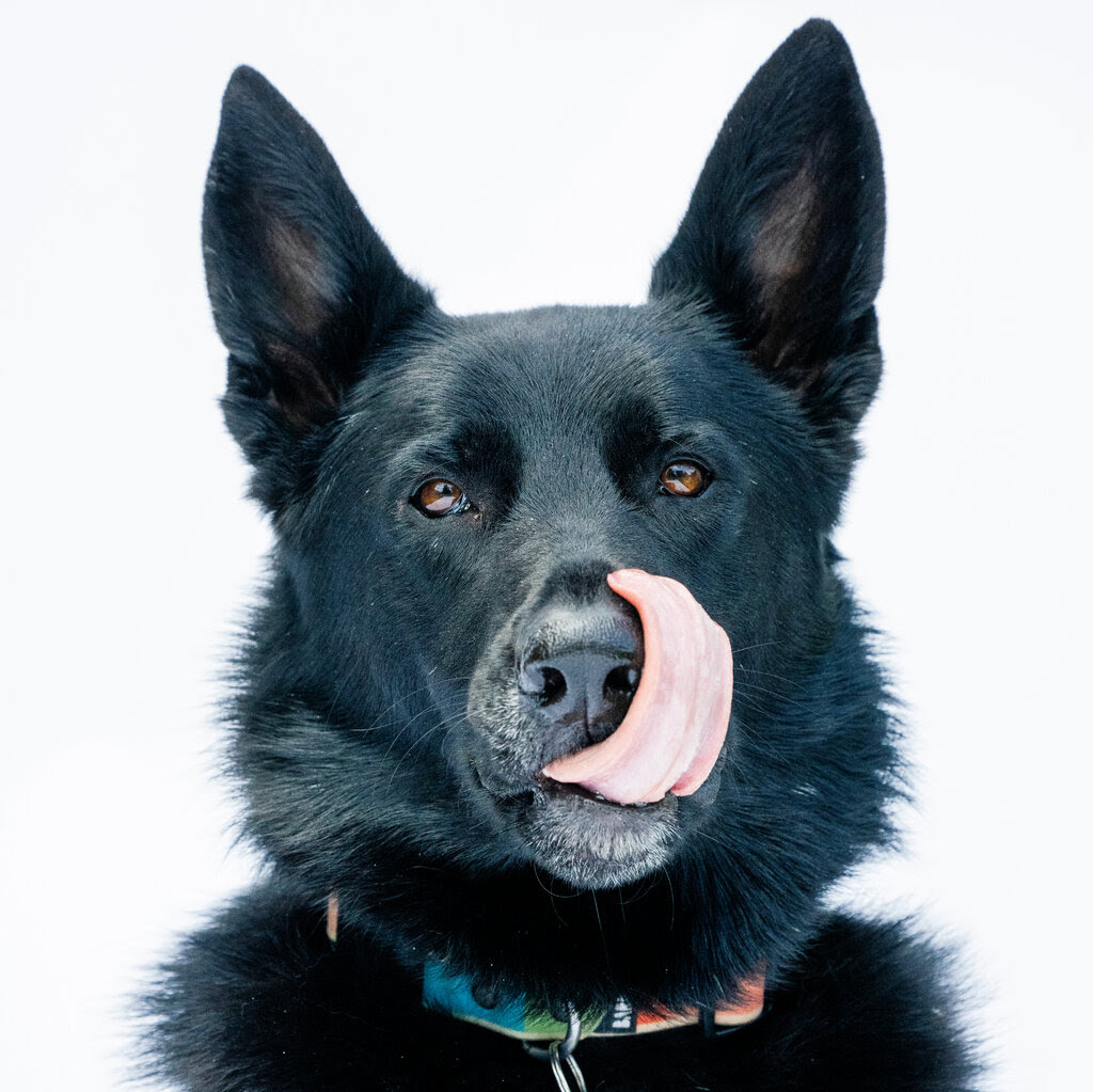 A black dog with pointed ears wearing a multicolored identification collar around his neck licks his nose with his tongue.