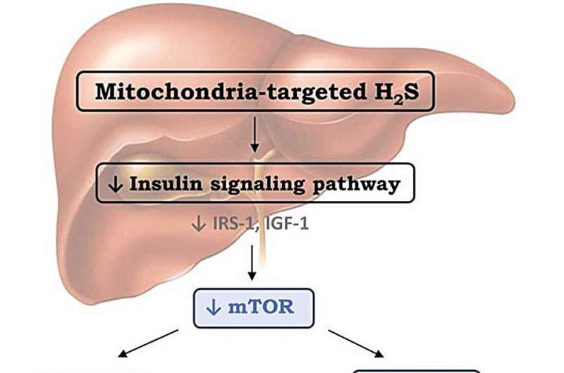 New drug approach could underpin future weight loss therapies, study indicates