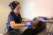 california-sea-lion-necropsy