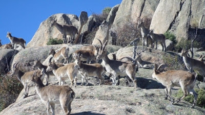 La Comunidad creará una reserva biogenética de cabra montés en la Sierra de Guadarrama para frenar su impacto ambiental
