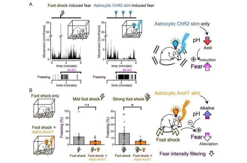 Saying goodbye to traumatic memories: Astrocytic manipulation of the fate of memory