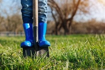 lower legs of someone in jeans and bright blue rubber boots stands on upright wooden shovel halfway into an overgrown, green grassy area