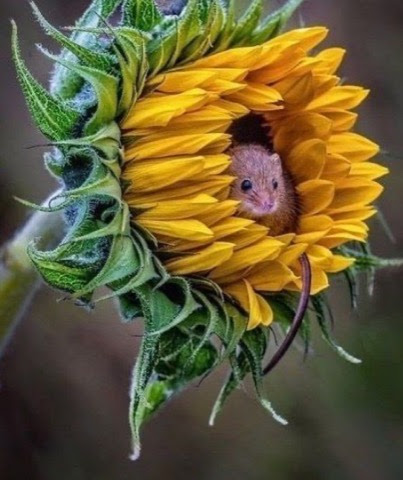 Sunflower-Mouse