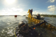 Javiar Infante, in scuba gear, holds up a seaweed line where he's growing giant kelp in southern California (Courtesy of Javier Infante.)