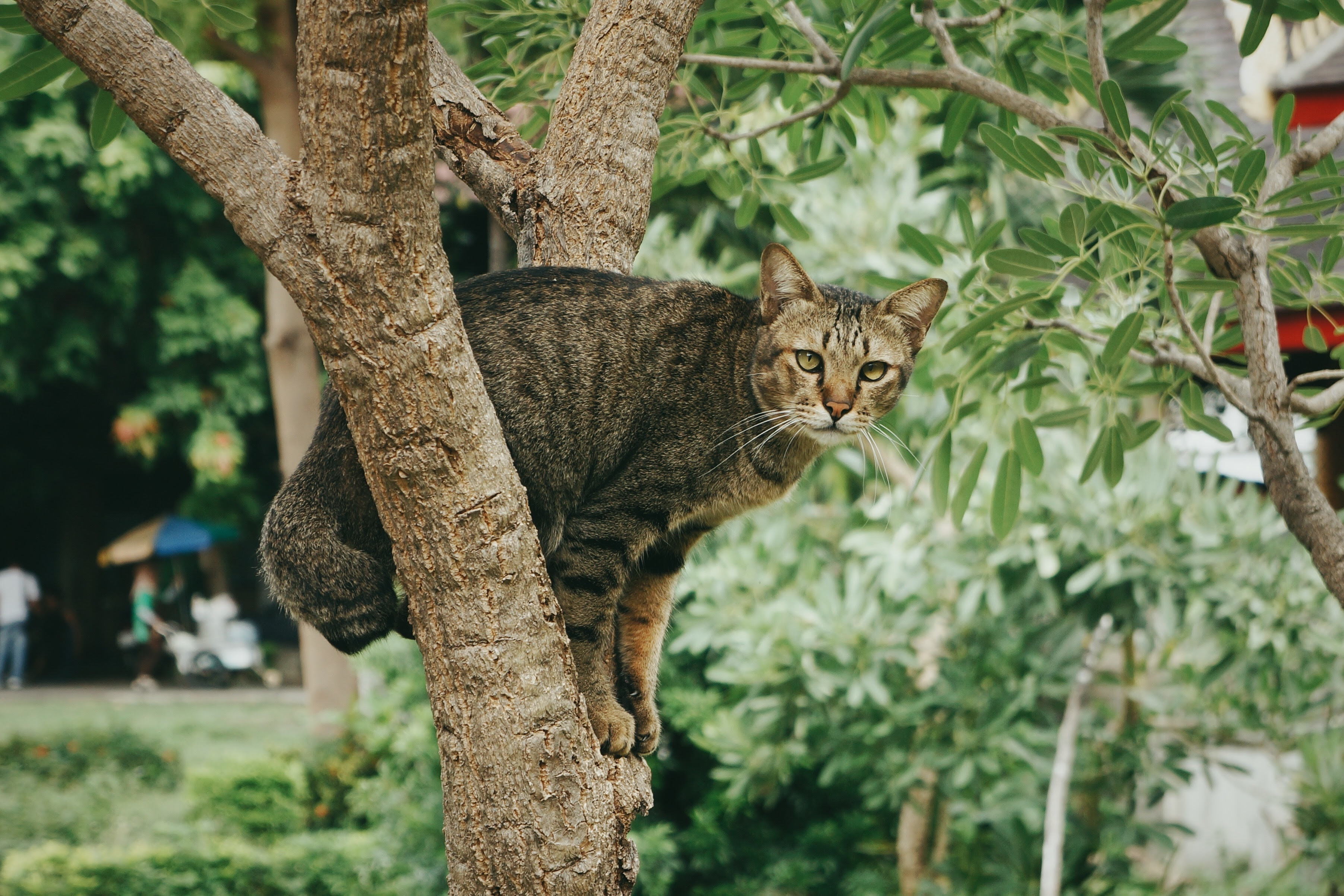 ¿Pueden los gatos pasearse por las casas de los vecinos?