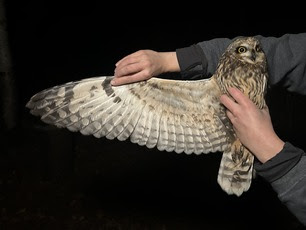 Short-eared Owl by Liv Fortuna