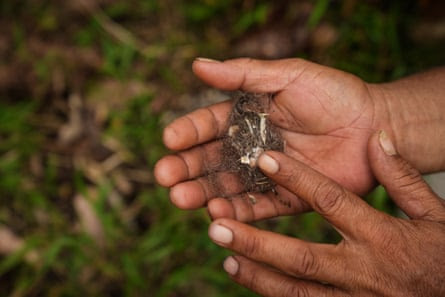 A hand holding a tiger dung dropping