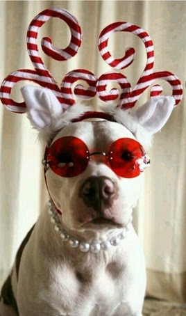 Christmas_Dog_I_think