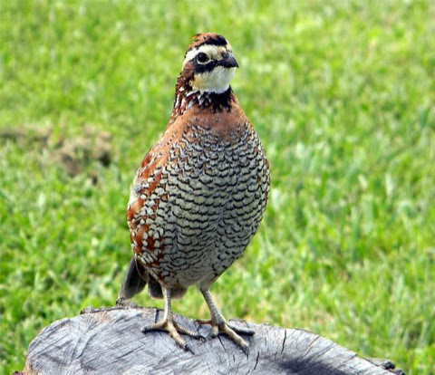 Quail